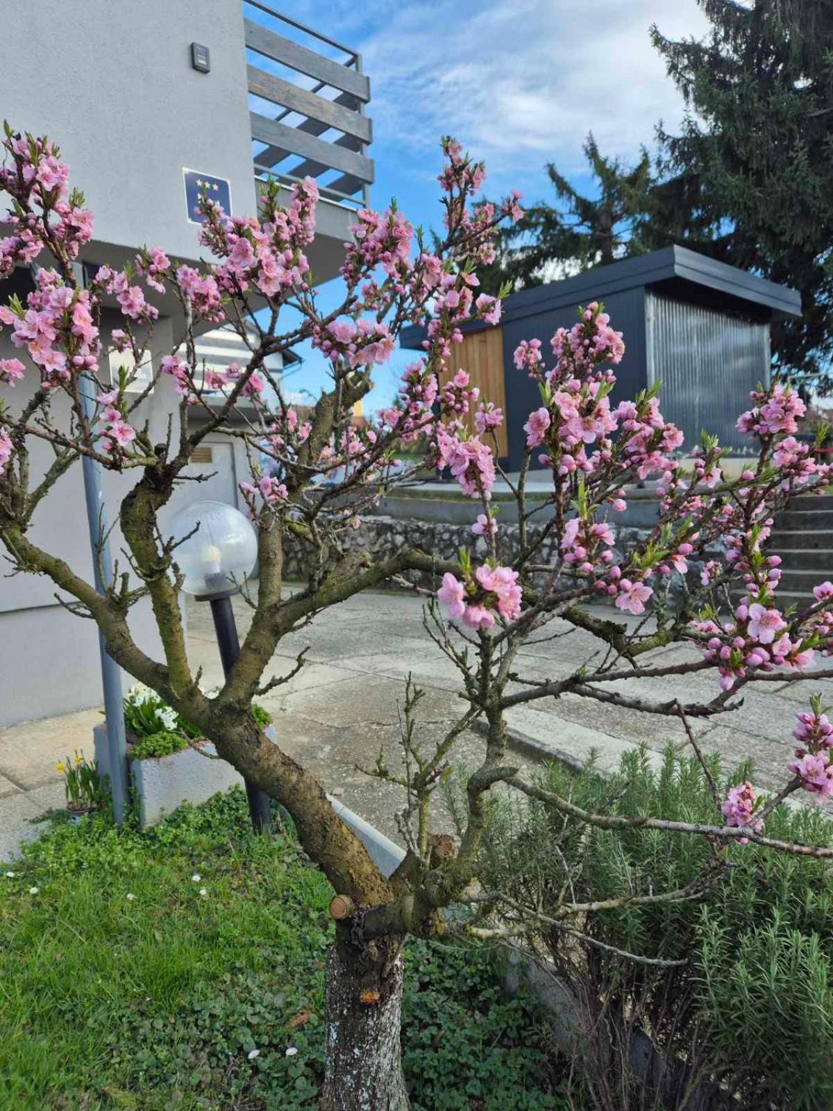 Apartmani Habibi Jalzabet Exterior foto